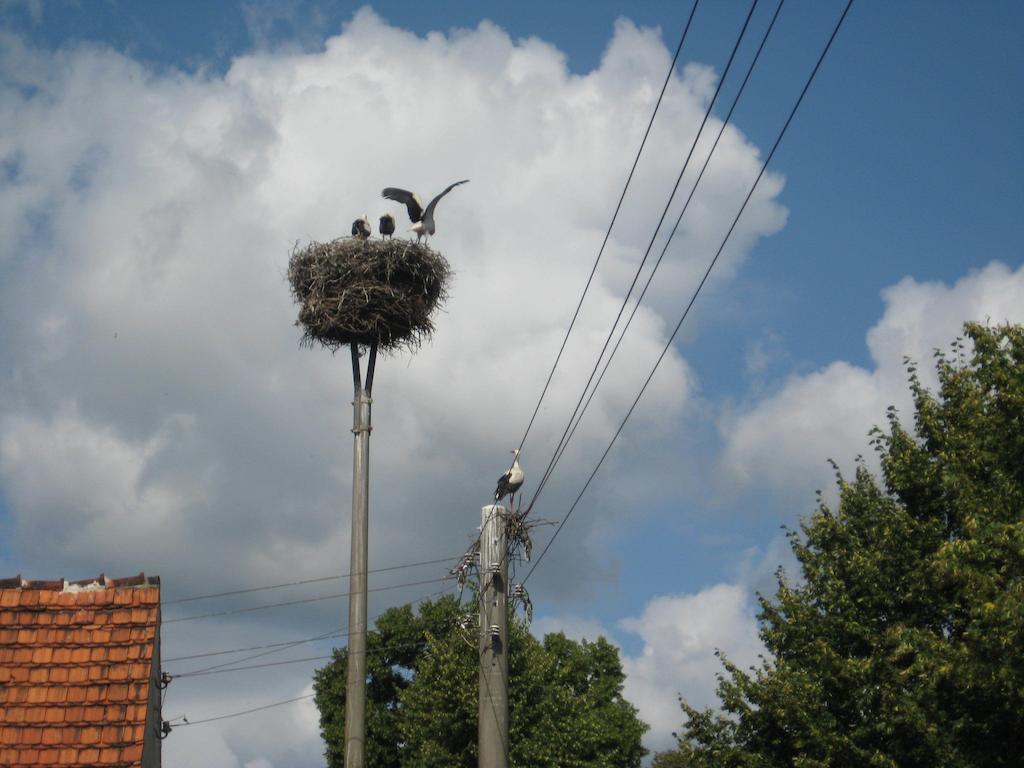 Storchenblick Schlepzig